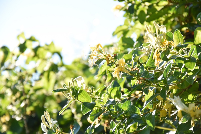 如何高效实现金银花的烘干香蕉福利视频
