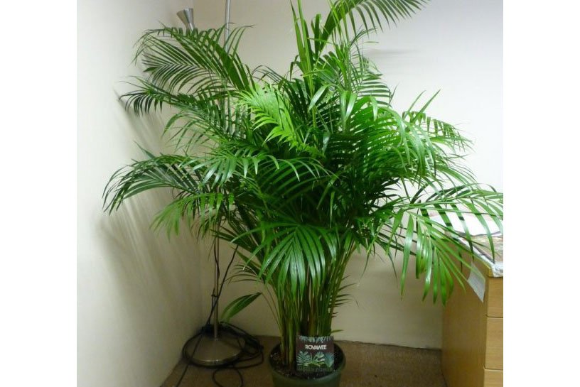 香蕉福利视频植物棕榈.jpg
