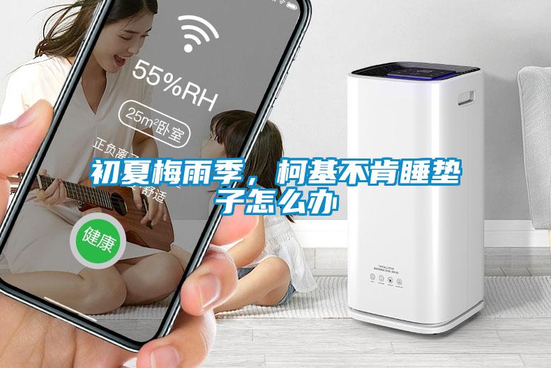 初夏梅雨季，柯基不肯睡垫子怎么办