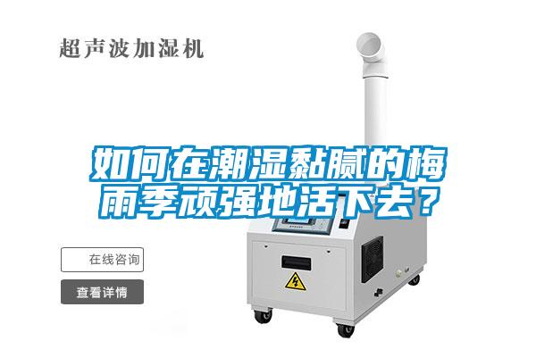 如何在潮湿黏腻的梅雨季顽强地活下去？