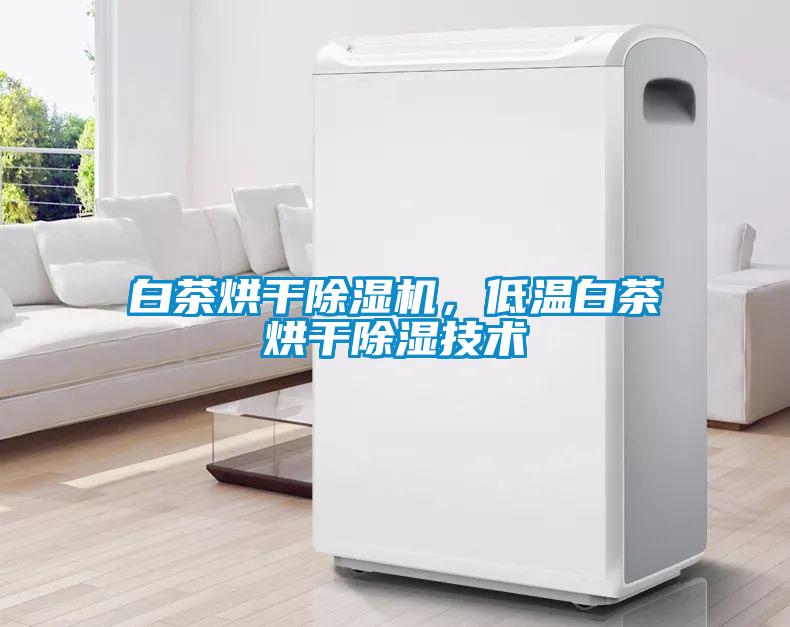 白茶烘干香蕉福利视频机，低温白茶烘干香蕉福利视频技术